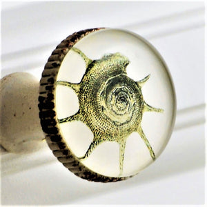 Retro Whitewashed Metal Knob – Spiny Conch