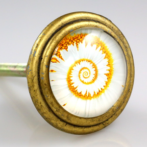  Orange and white nautilus shell artwork under glass inlay set in solid brass knob