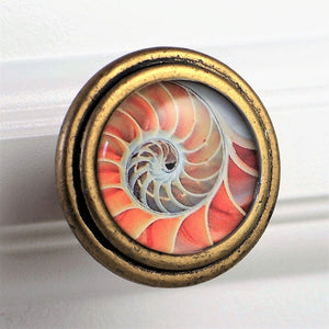 round brass knob with Pink Nautilus Shell artwork under glass