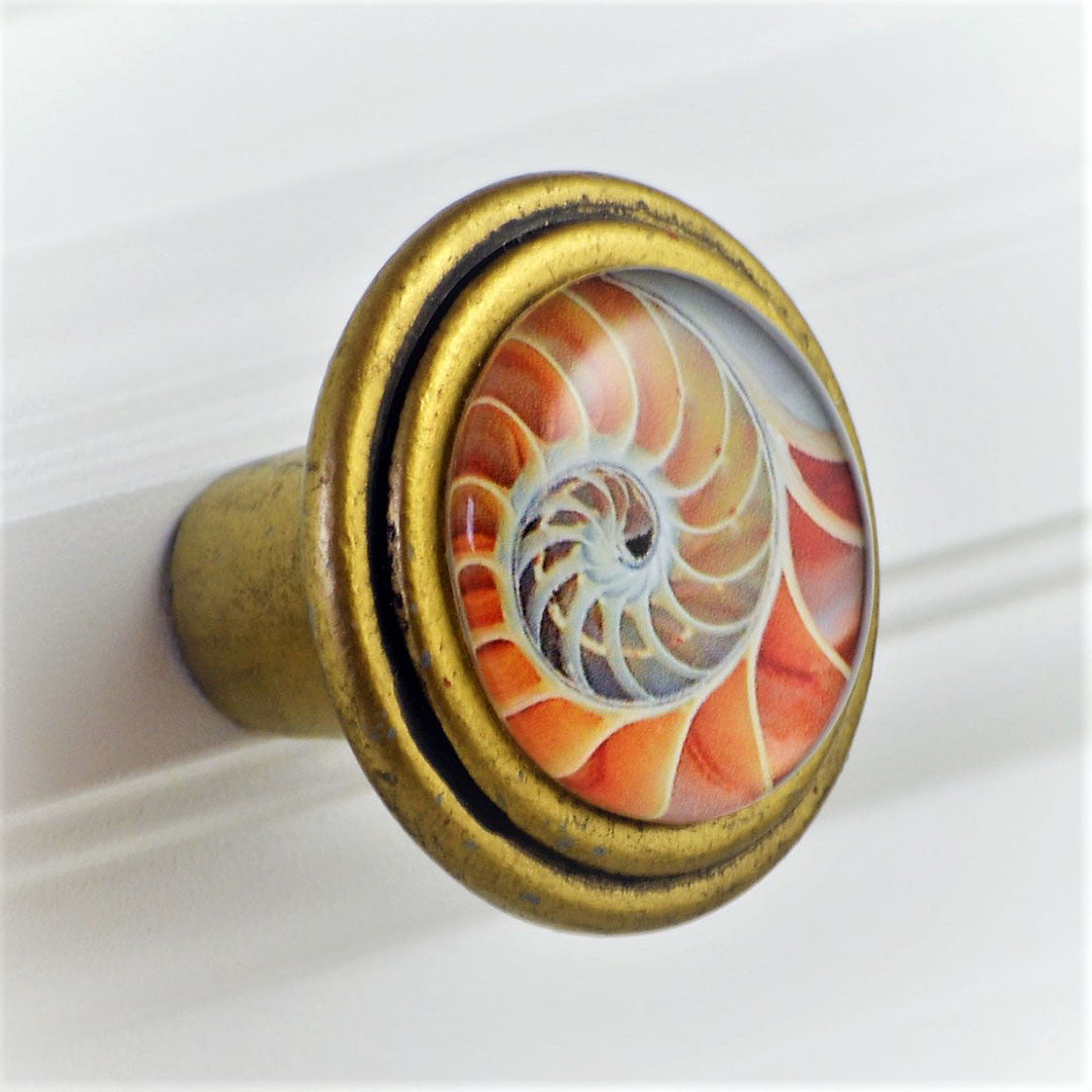round brass knob with Pink Nautilus Shell artwork under glass