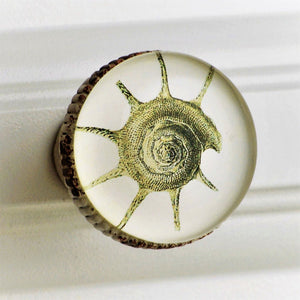 Retro Whitewashed Metal Knob – Spiny Conch